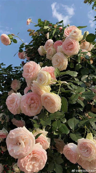 Kvars kondensator borusu